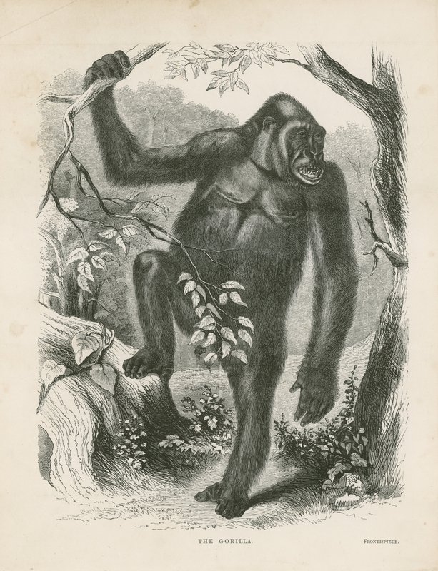 The Gorilla, frontispice för Explorations and Adventures in Ekvatorialafrika av Paul B du Chaillu av English School