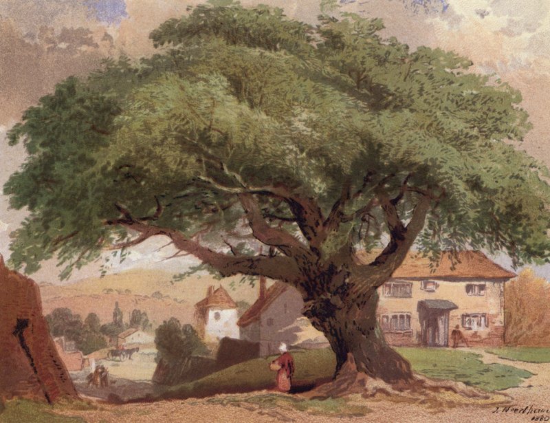 The Great Ash, scen i Surrey (färg litho) av English School