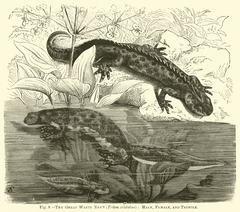 Vårtsalamander (Triton cristatus), hane, hona och grodyngel av English School