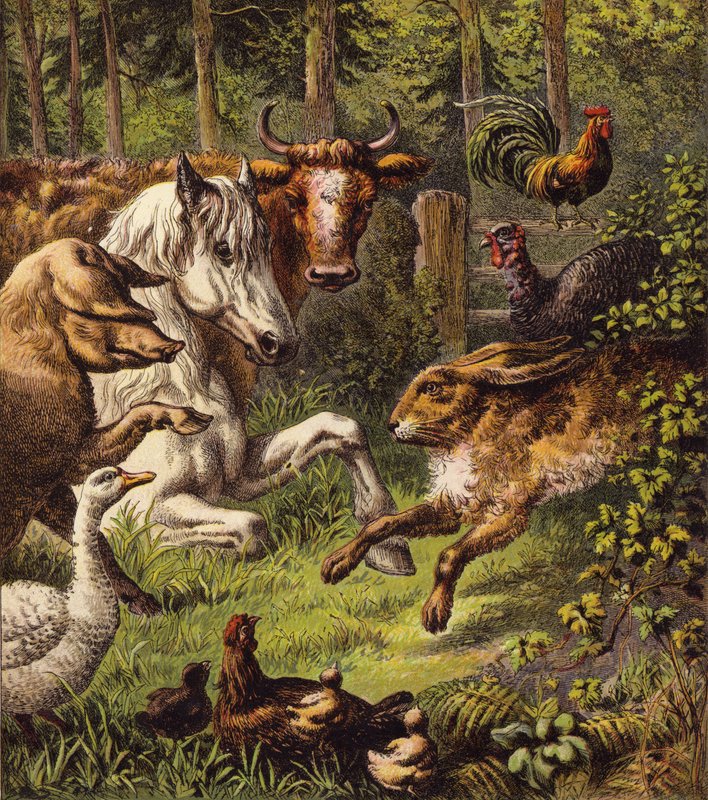 Haren och sköldpaddan (färg litho) av English School