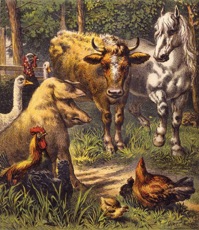 Haren och sköldpaddan (färg litho) av English School