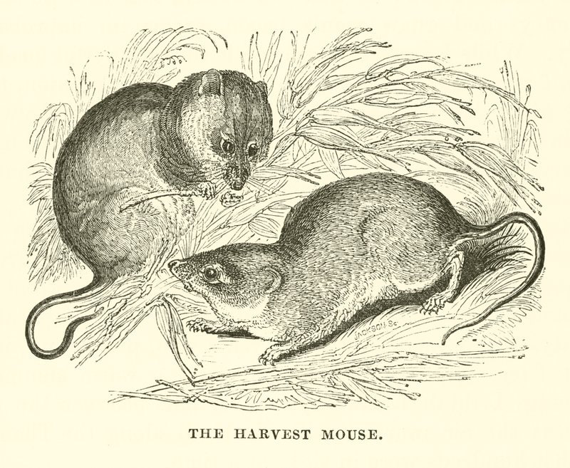 The Harvest Mouse (gravyr) av English School