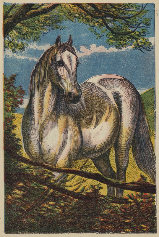Hästen (färg litho) av English School