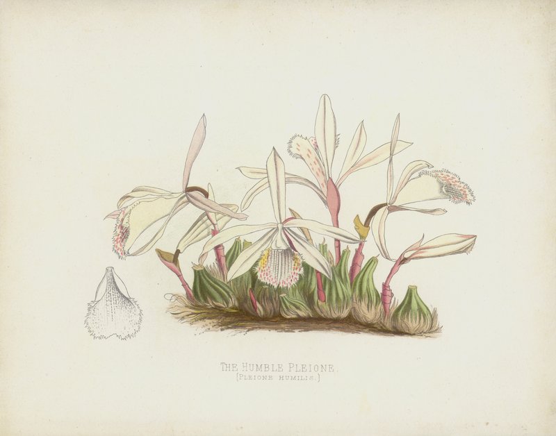 Den ödmjuka Pleione, Pleione Humilis av English School
