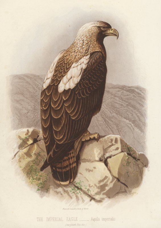Den kejserliga örnen, Aquila Imperialis (färglitografi) av English School