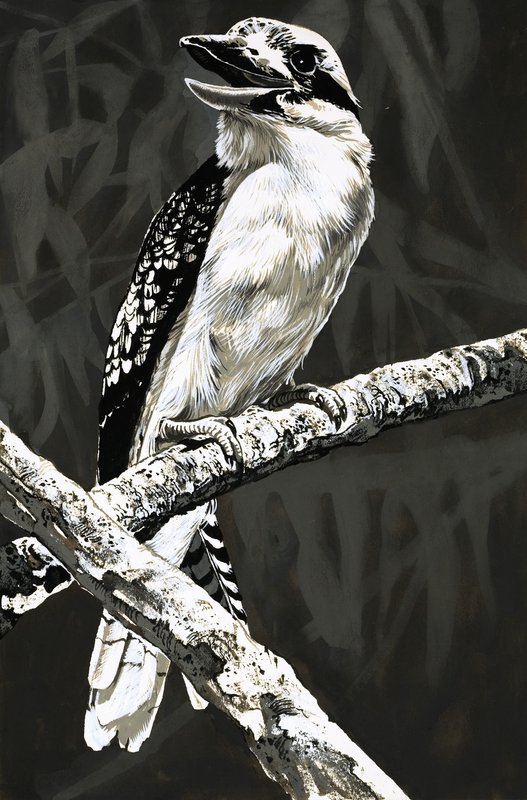 Kookaburra av English School