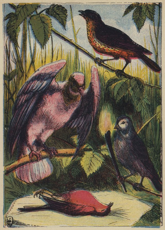 Linnet, duva och rödhake (färglitografi) av English School