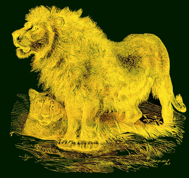 The Lion, illustration från J. G. Woods Illustrated Natural History, publicerad ca 1850 (digitalt förbättrad bild) av English School