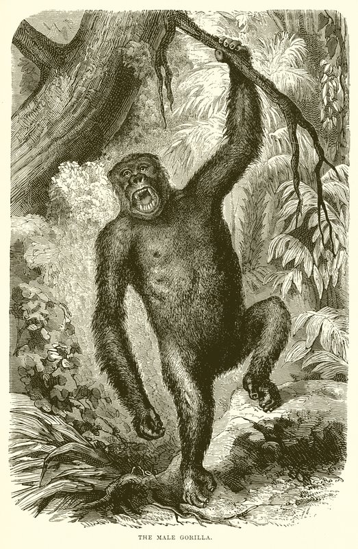 Den manliga gorillan av English School