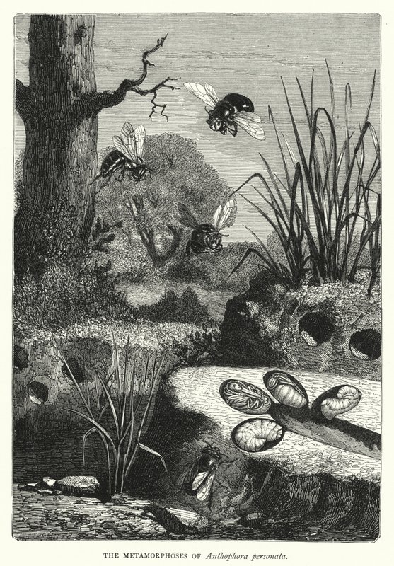 Metamorfoserna av Anthophora personata (gravyr) av English School
