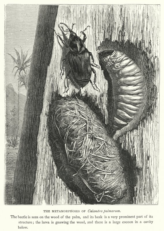 Metamorfoser av Calandra palmarum (gravyr) av English School