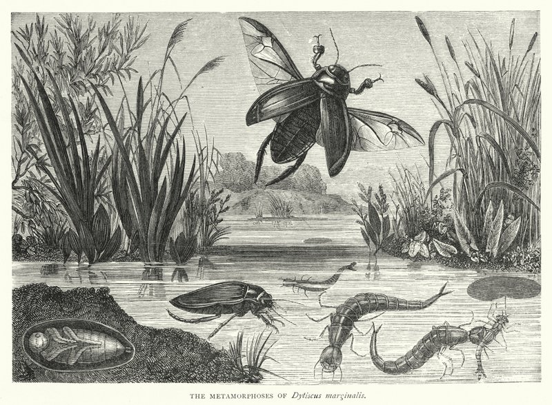 Metamorfoserna av Dytiscus marginalis (gravyr) av English School