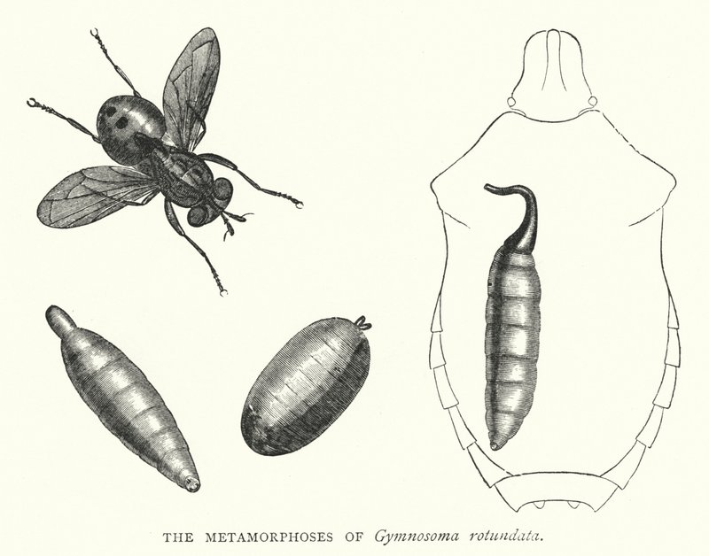 Metamorfoserna av Gymnosoma rotundata (gravyr) av English School