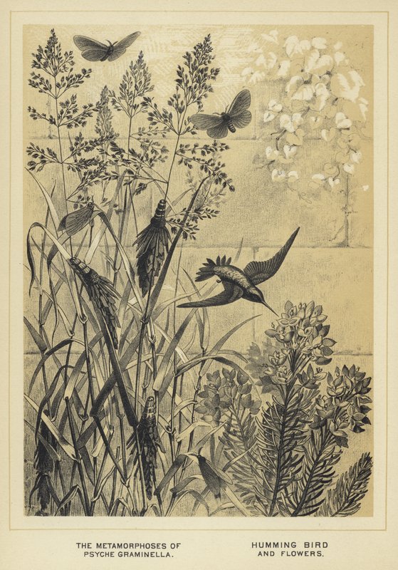 Metamorfoserna av Psyche graminella, kolibri och blommor av English School