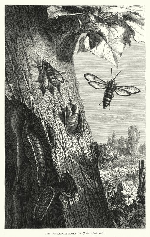 Metamorfoserna av Sesia apiformis (gravyr) av English School