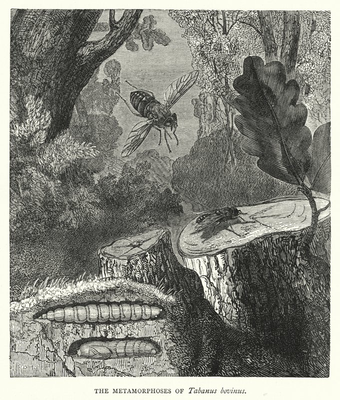 Metamorfoser av Tabanus bovinus (gravyr) av English School