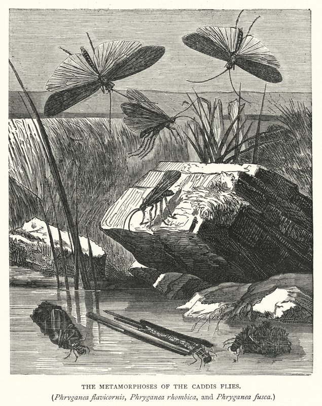 Metamorfoserna hos nattsländorna Phryganea flavicornis, Phryganea rhombica och Phryganea fusca (gravyr) av English School