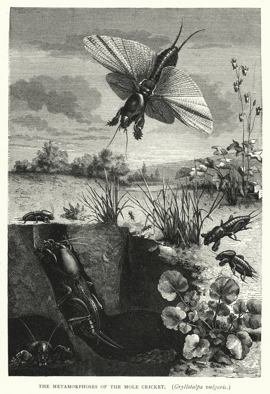 Mullvadssyrsans, Gryllotalpa vulgaris, metamorfoser (gravyr) av English School