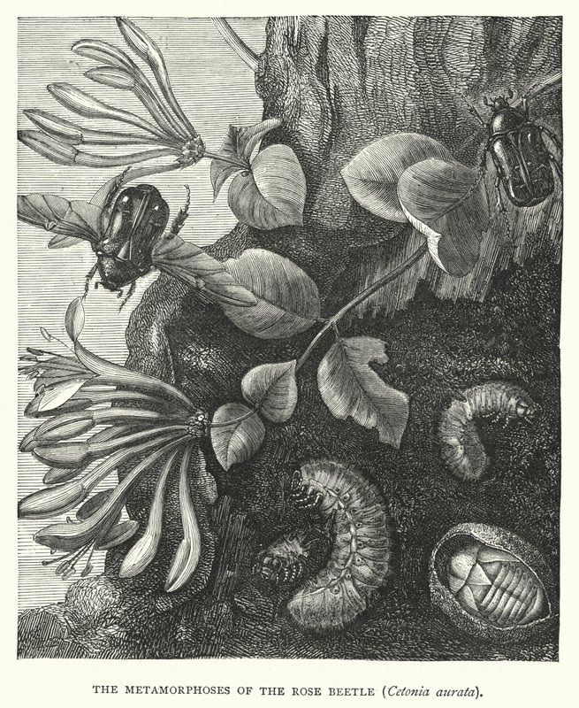 Metamorfoserna hos rosenbaggen Cetonia aurata (gravyr) av English School