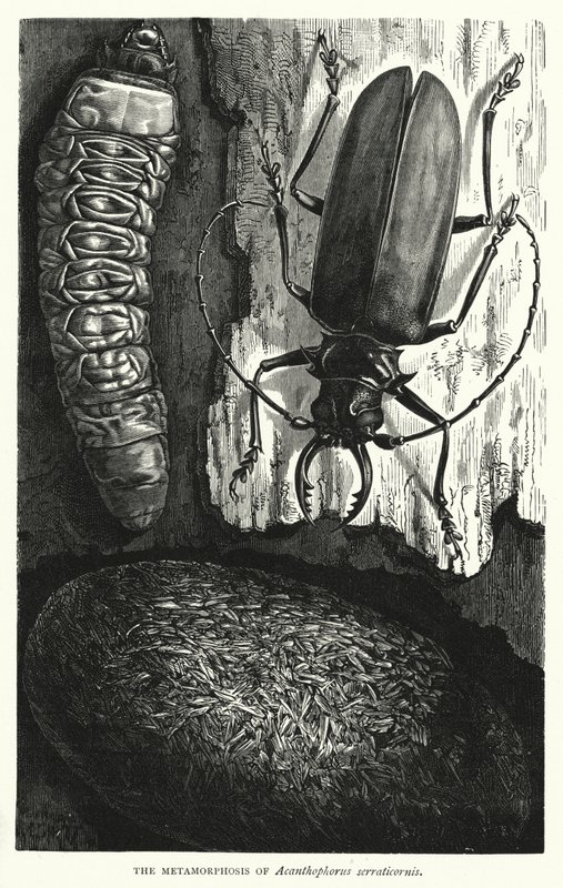 Metamorfos av Acanthophorus serraticornis (gravyr) av English School
