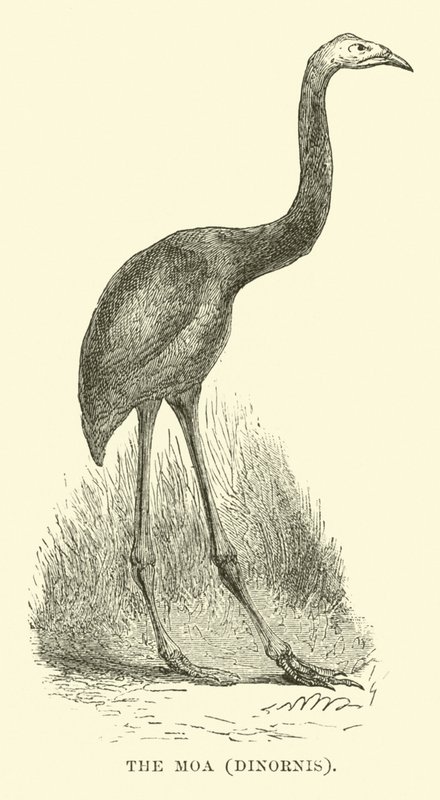 Moa, Dinornis av English School