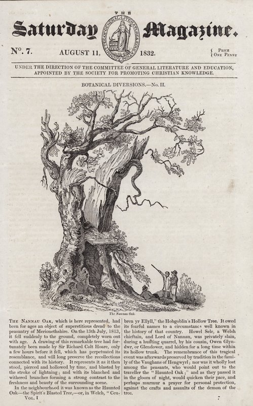 Nannau Oak (gravyr) av English School