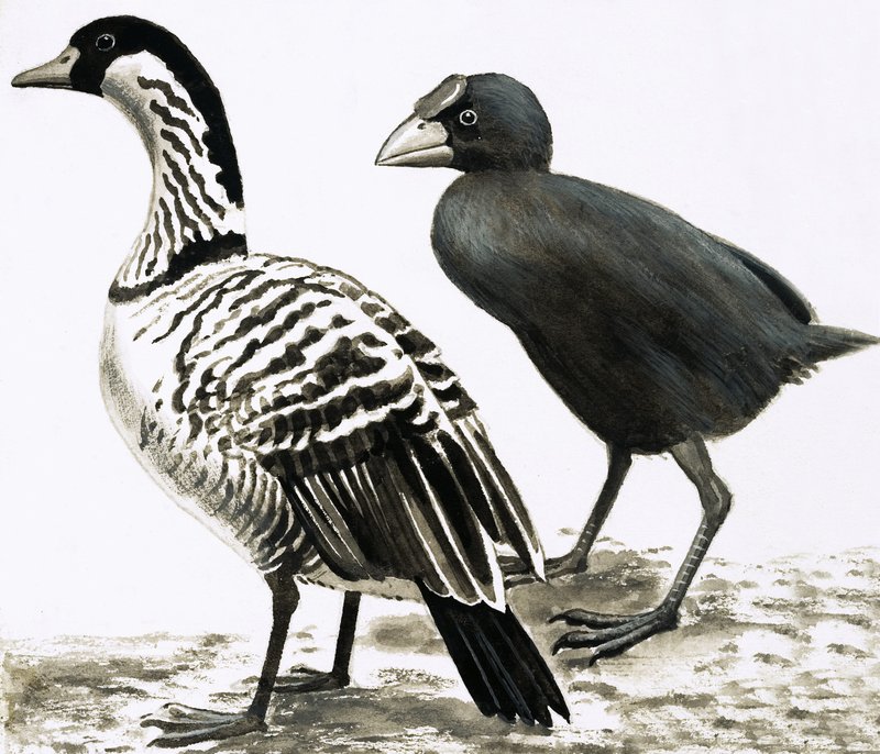 Ne-Ne eller Hawaiian Goose och Takahe-fågeln av English School