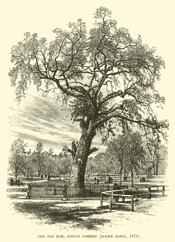 The Old Elm, Boston Common, blåst ner, 1876 av English School