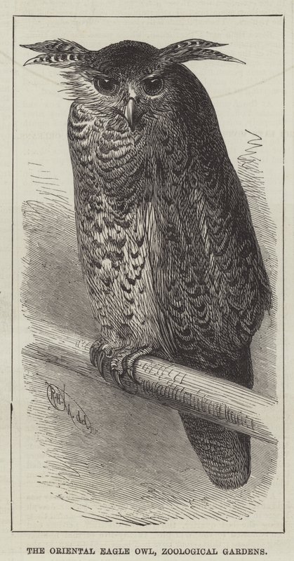 Orientalisk örnuggla, zoologiska trädgårdar (gravyr) av English School