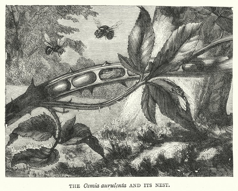 Osmia aurulenta och dess bo (gravyr) av English School