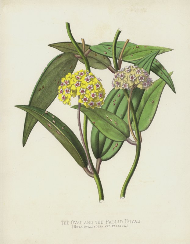 The Oval and the Pallid Hoyas, Hoya Ovalifolia och Pallida av English School