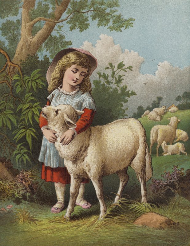 Husdjurslammet (chromolitho) av English School