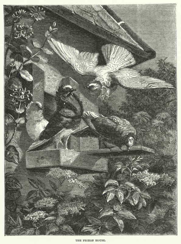 The Pigeon House (gravyr) av English School