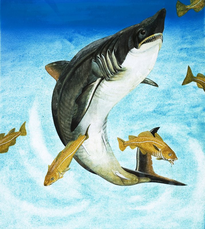 Porbeagle, en typ av haj av English School