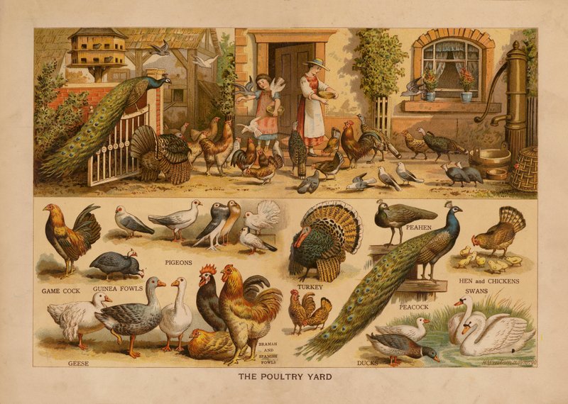 The Poultry Yard (färglitografi) av English School