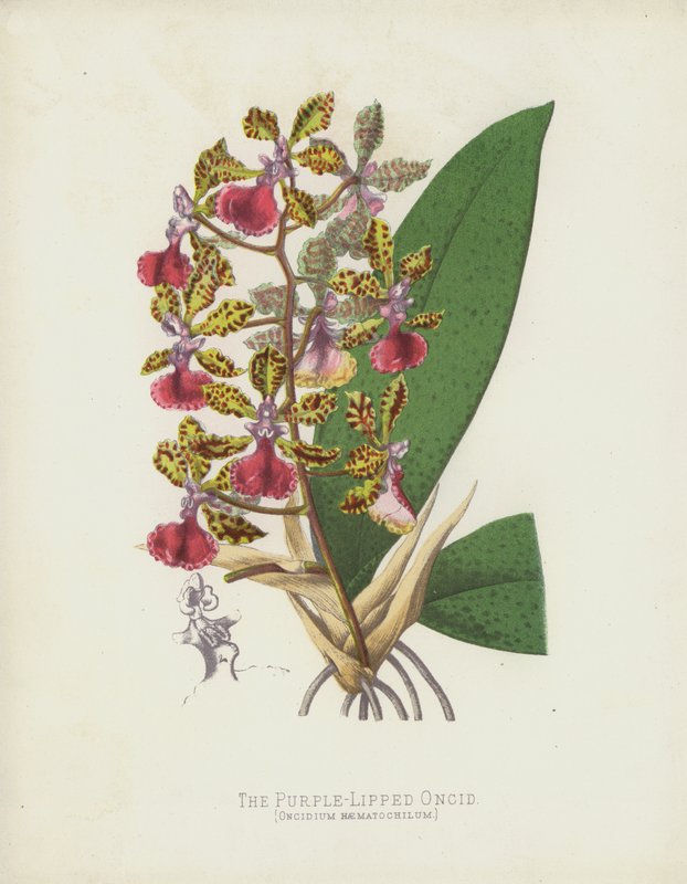 Onciden med lila läppar, Oncidium Haematochilum av English School