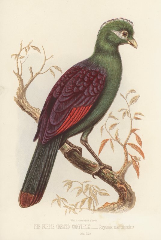The Purple Crested Corythaix, Corythaix Macrorhynchus (färg litho) av English School