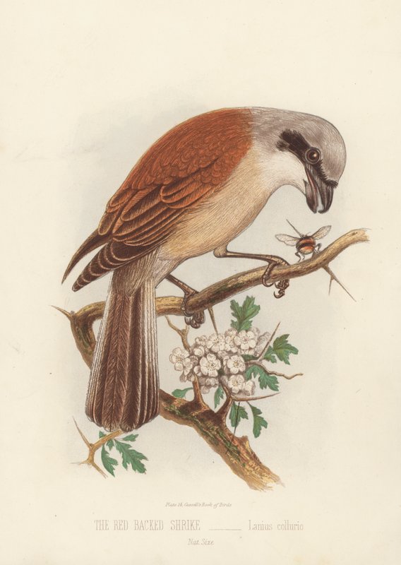 The Red Backed Shrike, Lanius Collurio (färg litho) av English School