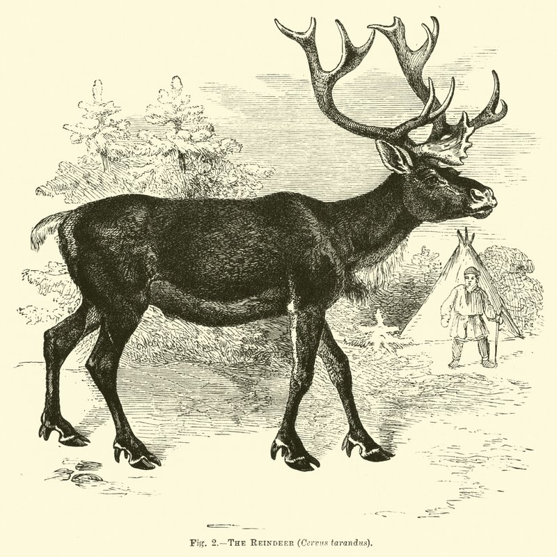 Renen, Cervus tarandus av English School