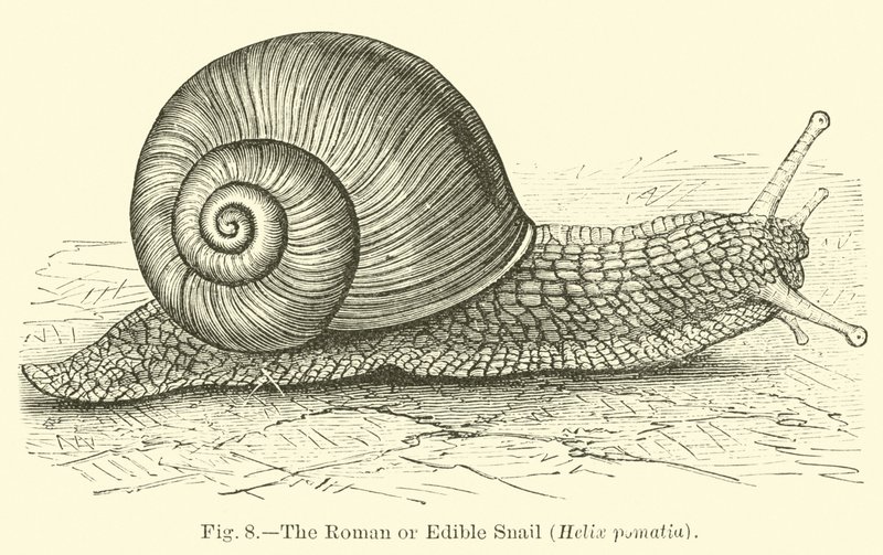 Den romerska eller ätbara snigeln (Helix pomatia) av English School