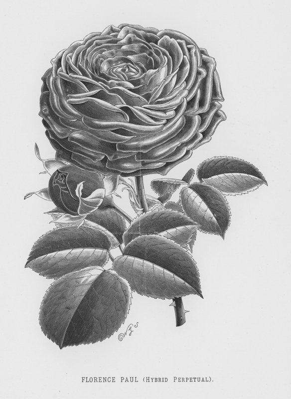 Rosenträdgården: Florence Paul, Hybrid Perpetual (gravyr) av English School