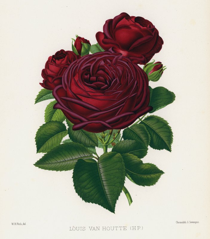 Rosenträdgården: Louis Van Houtte, HP av English School