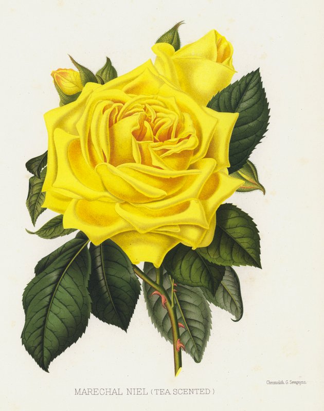 The Rose Garden: Marechal Niel, Tea Scented av English School