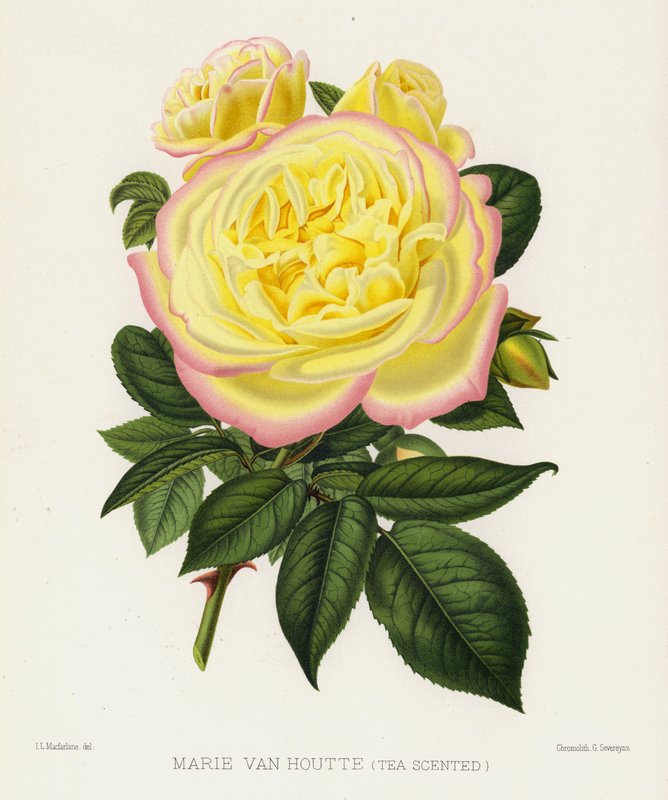 Rosenträdgården: Marie Van Houtte, Tea Scented av English School