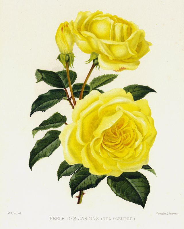 Rosenträdgården: Perle Des Jardins, tedoftande av English School