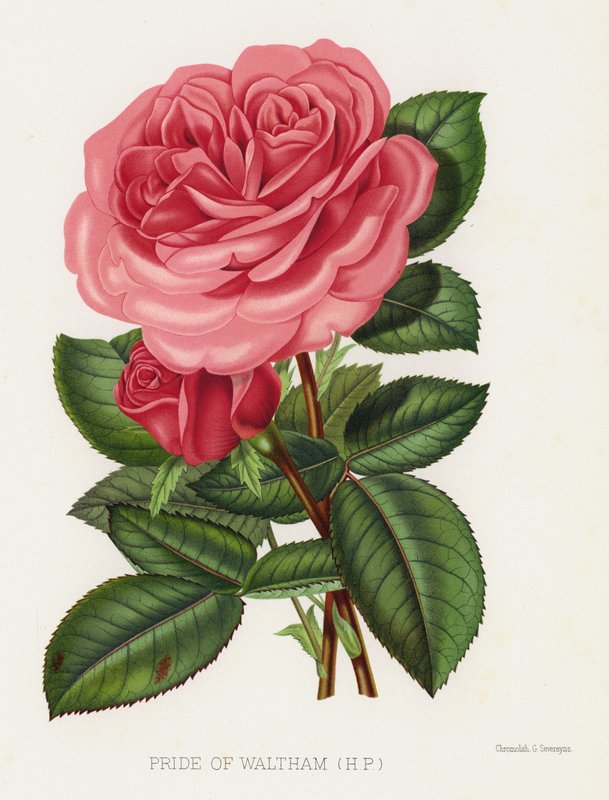 Rose Garden: Pride of Waltham, HP av English School