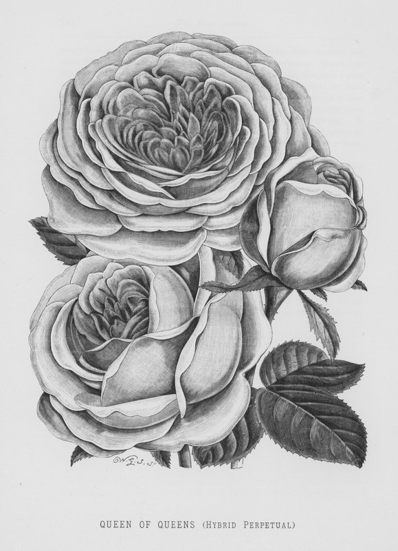 The Rose Garden: Queen of Queens, Hybrid Perpetual (gravyr) av English School