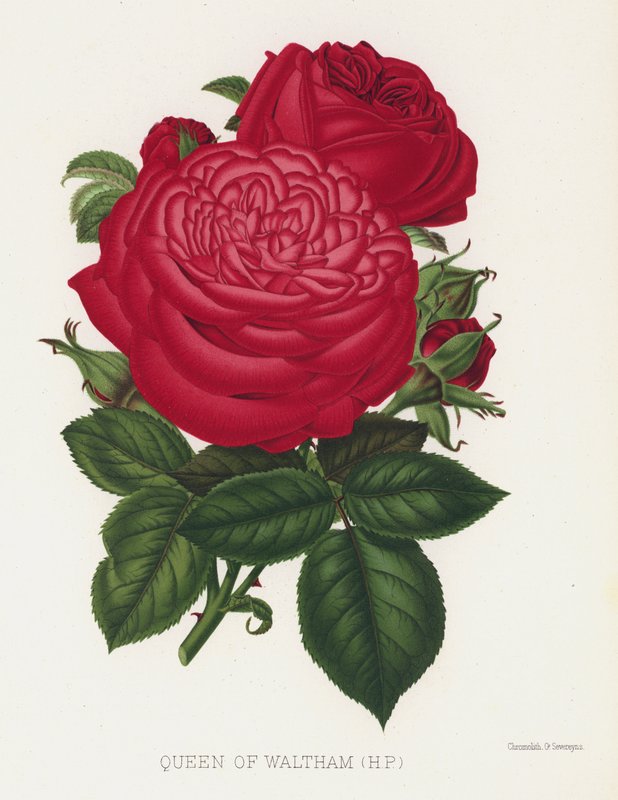Rose Garden: Queen of Waltham, HP av English School