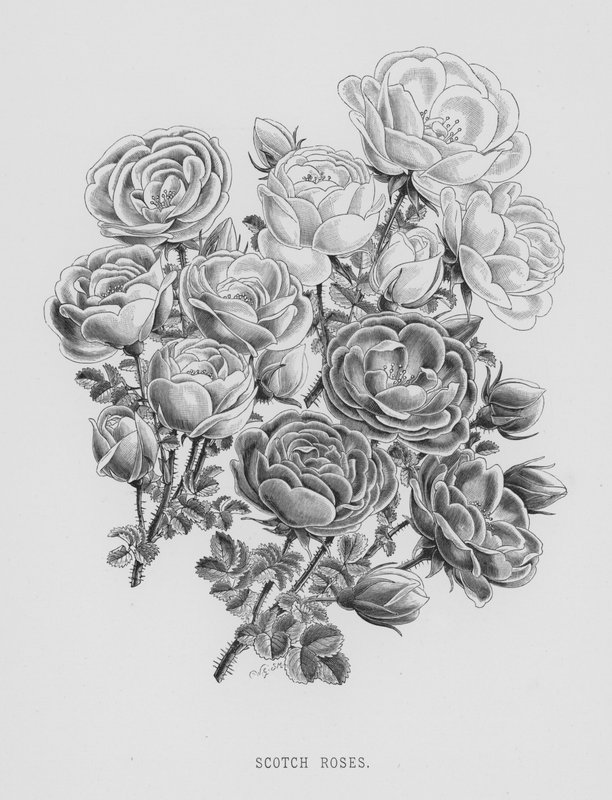 Rosenträdgården: Scotch Roses (gravyr) av English School