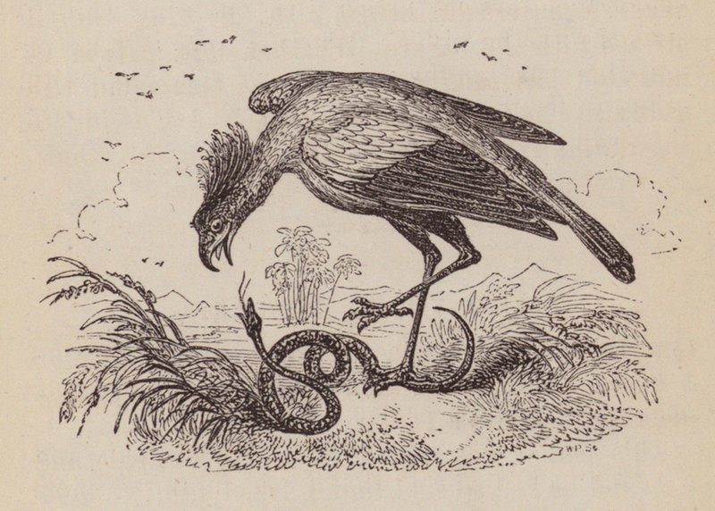 The Secretary Bird (gravyr) av English School